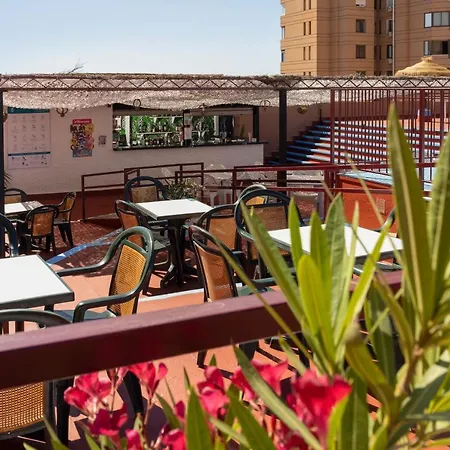 Palmeras Affiliated By Fergus Fuengirola